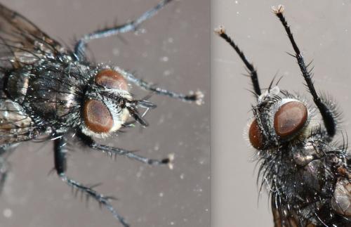 Lypha dubia